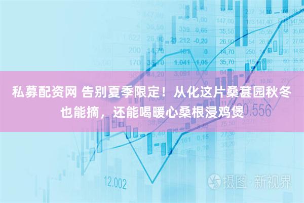 私募配资网 告别夏季限定！从化这片桑葚园秋冬也能摘，还能喝暖心桑根浸鸡煲